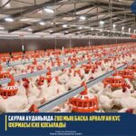 Сауран құс (2)